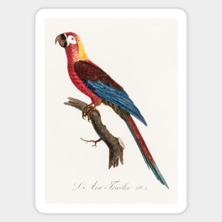 Cuban Macaw, Ara tricolor from Natural History of Parrots (1801—1805) by Francois Levaillant. Sticker